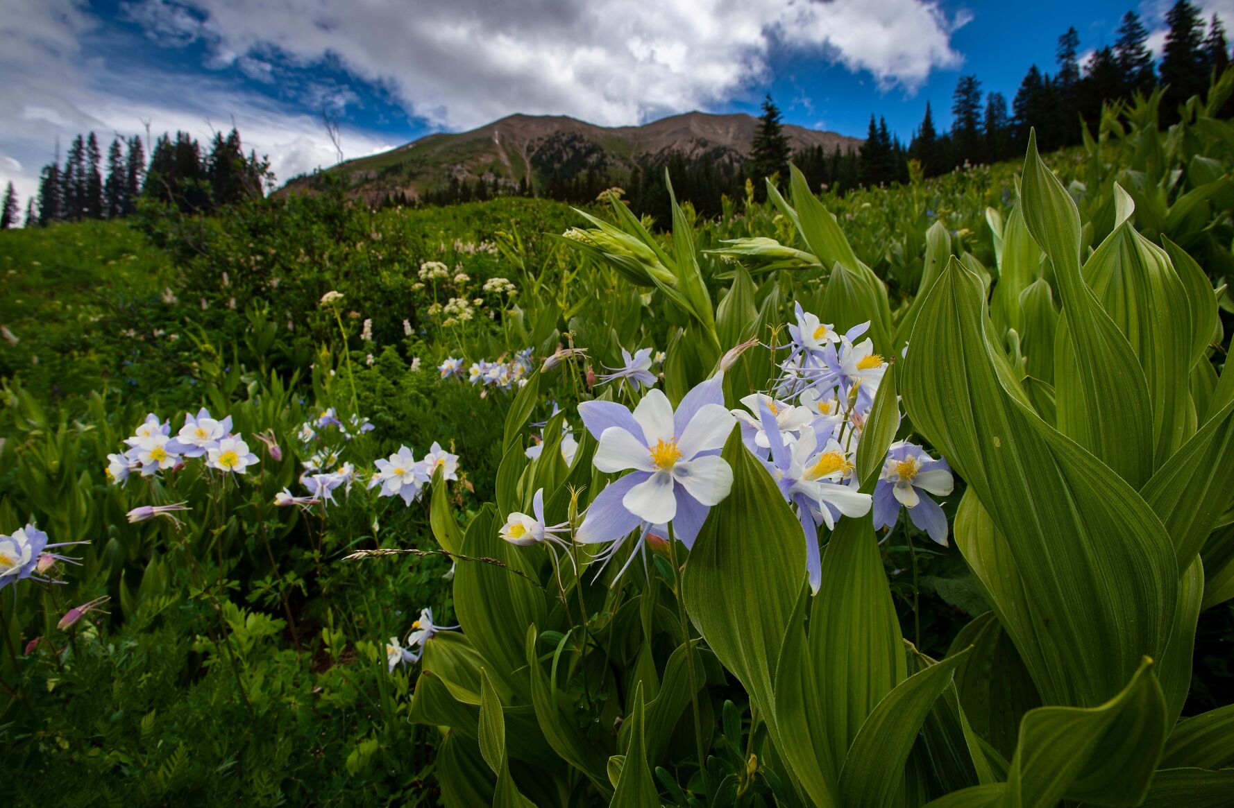 06_30_21 crested butte02545.jpg